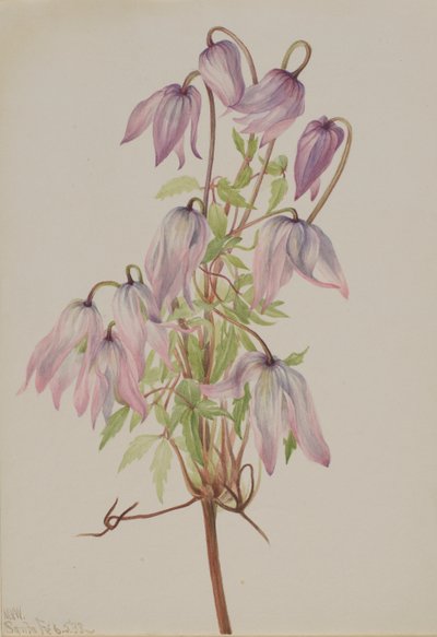 Jicarilla Clematis pseudoalpina, 1933. tekijältä Mary Vaux Walcott