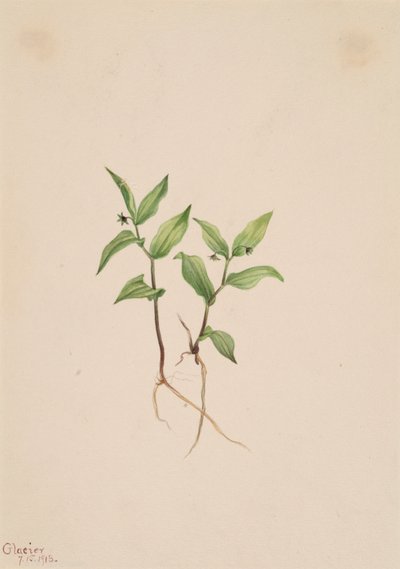 Kruhsea Kruhsea streptopoides, 1913. tekijältä Mary Vaux Walcott