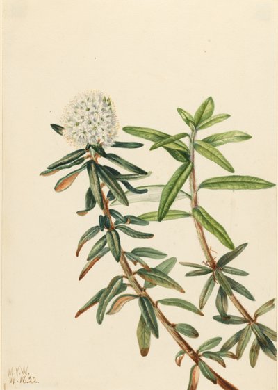 Labradorintee (Ledum groenlandicum) tekijältä Mary Vaux Walcott