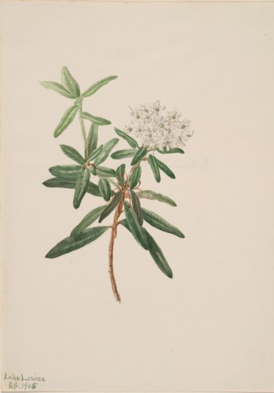Labradorintee (Ledum groenlandicum) tekijältä Mary Vaux Walcott