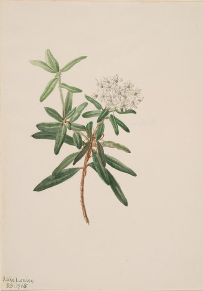 Labrador Tea Greenland Ice, 1905. tekijältä Mary Vaux Walcott