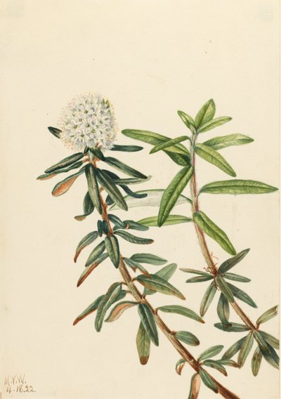 Labrador Tea Grönlannin jää, 1922. tekijältä Mary Vaux Walcott