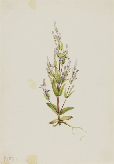 Tikkaat Gentian Gentiana acuta, 1916. tekijältä Mary Vaux Walcott