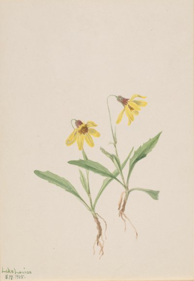 Lake Louise Arnica (Arnica louisiana) tekijältä Mary Vaux Walcott