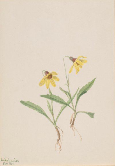 Lake Louise Arnica Arnica louisiana, 1905. tekijältä Mary Vaux Walcott