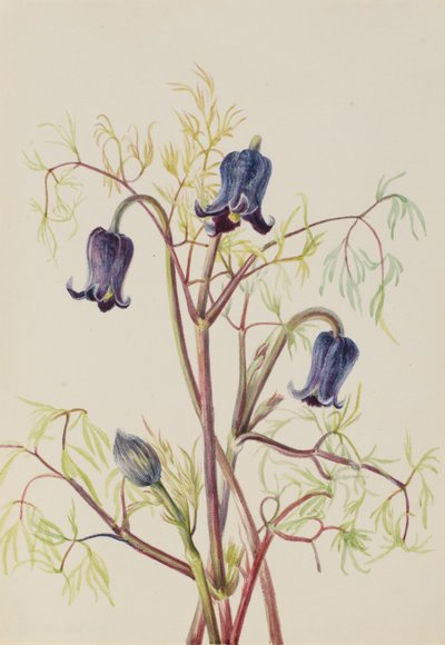 Nahkakukka (Clematis hirsutissima) tekijältä Mary Vaux Walcott