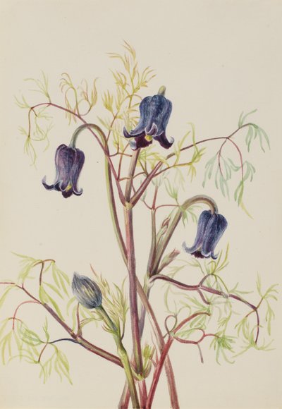 Leather Flower Clematis hirsutissima, n. 1930-luku. tekijältä Mary Vaux Walcott