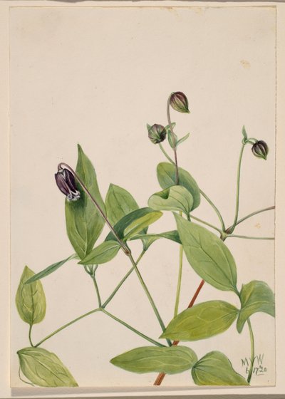Nahkakukka Clematis viorna, 1920. tekijältä Mary Vaux Walcott