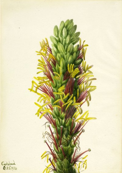 Lechuguilla (Agava lechuguilla) tekijältä Mary Vaux Walcott