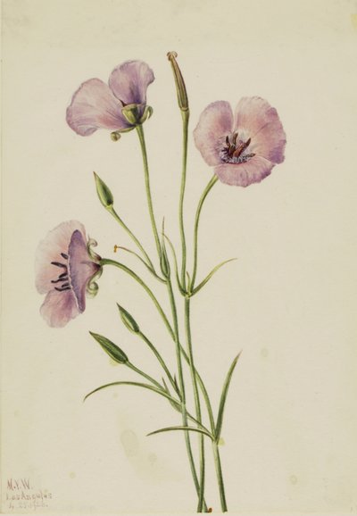 Lilac Mariposa (Calochortus splendens) tekijältä Mary Vaux Walcott