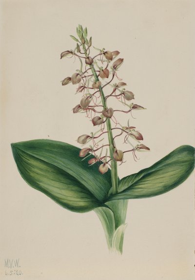 Lily Twybulade Liparis liliifolia, 1920. tekijältä Mary Vaux Walcott