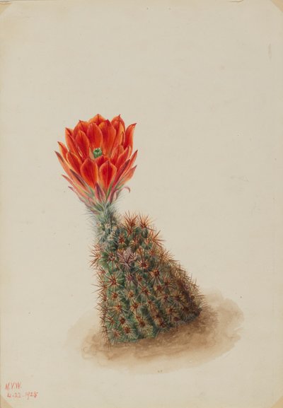 Lloydin mansikkakaktus (Echinocereus lloydii) tekijältä Mary Vaux Walcott