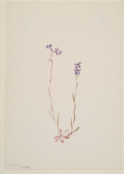 Lobelia Kalmii tekijältä Mary Vaux Walcott