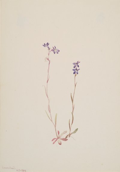 Lobelia Kalmii, 1904. tekijältä Mary Vaux Walcott