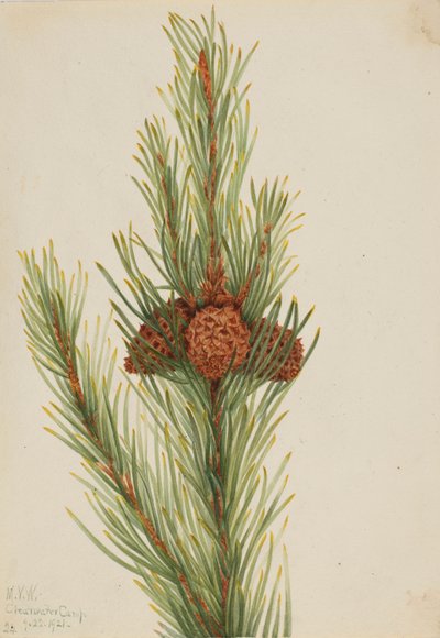 mänty (Pinus Contorta murrayana) tekijältä Mary Vaux Walcott