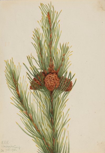Lodgepole Pine Pinus Contorta murrayana, 1921. tekijältä Mary Vaux Walcott