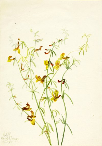 Lotus puberulus tekijältä Mary Vaux Walcott