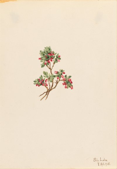 Matala pensasmustikka (Vaccinium caespitosum) tekijältä Mary Vaux Walcott