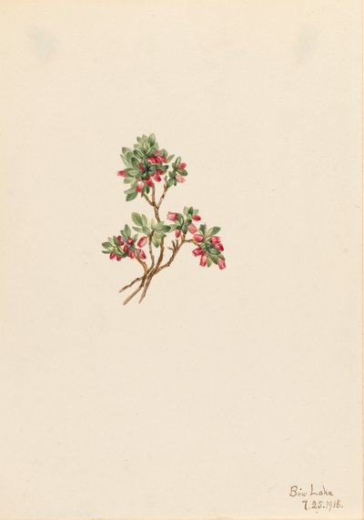 Low Whortleberry Vaccinium caespitosum, 1918. tekijältä Mary Vaux Walcott