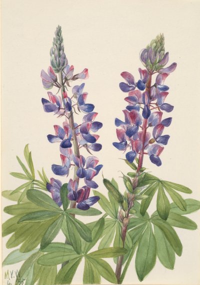 Lupiini Lupinus fornosus, 1935. tekijältä Mary Vaux Walcott