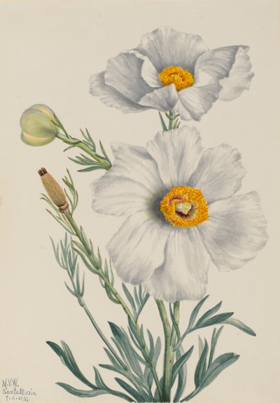 Matilija Poppy Romney coulteri, 1931. tekijältä Mary Vaux Walcott