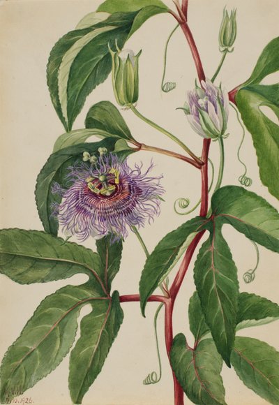 Maypop Passiflora incarnata, 1926. tekijältä Mary Vaux Walcott