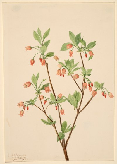 Menziesea Menziesea glabella, 1907. tekijältä Mary Vaux Walcott