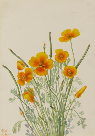 Meksikon unikko Eschscholtzia mexicana, 1927. tekijältä Mary Vaux Walcott