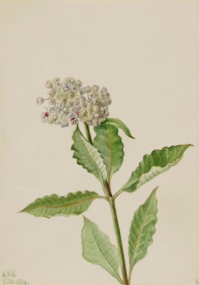 Maitolevä Asklepias, 1924. tekijältä Mary Vaux Walcott