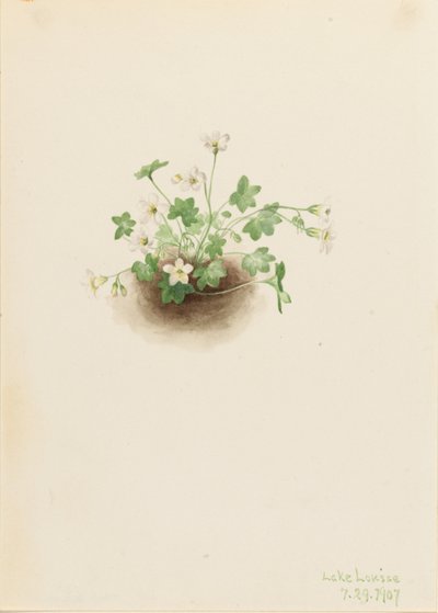 Mistmaiden (Romanzoffia sitchensis) tekijältä Mary Vaux Walcott