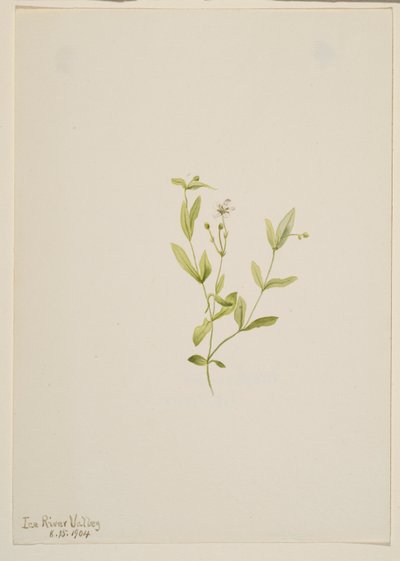 Moehringia laberiflora tekijältä Mary Vaux Walcott