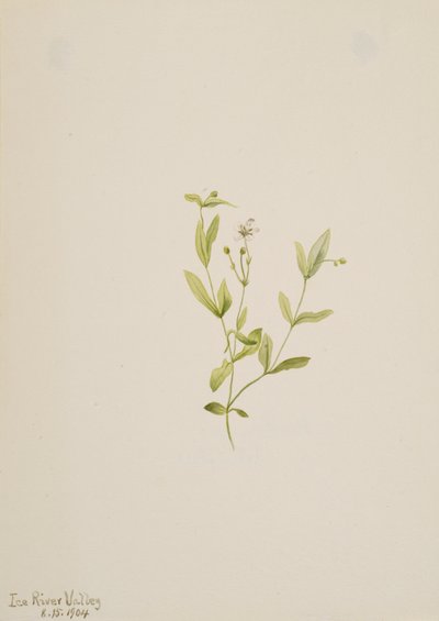 Moehringia laberiflora, 1904. tekijältä Mary Vaux Walcott