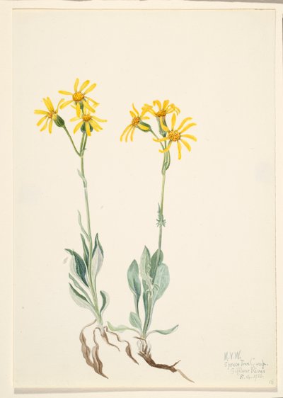 Montana Parnassia Parnassia montanesis, 1920. tekijältä Mary Vaux Walcott