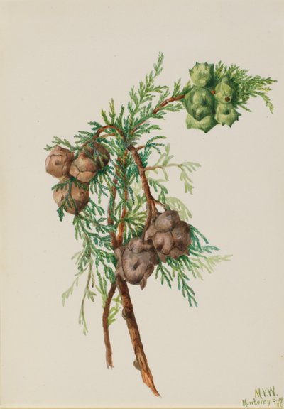 Monterey-sypressi (Cupressus macrocarpa) tekijältä Mary Vaux Walcott