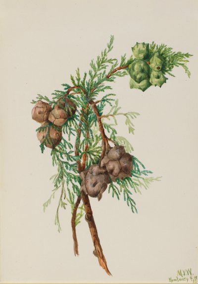 Monterey Cypress Cupressus macrocarpa, 1936. tekijältä Mary Vaux Walcott