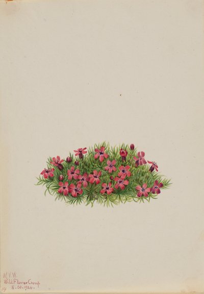 Sammalkampio (Silene acaulis) tekijältä Mary Vaux Walcott