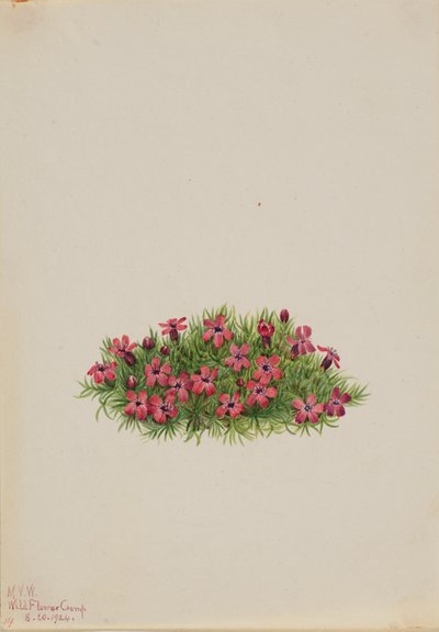 Moss Campion Silene acaulis, 1924. tekijältä Mary Vaux Walcott