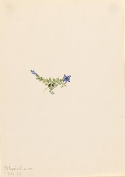 Sammalentian (Gentiana prostrata) tekijältä Mary Vaux Walcott