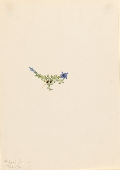 Moss Gentian Gentiana prostrata, 1916. tekijältä Mary Vaux Walcott