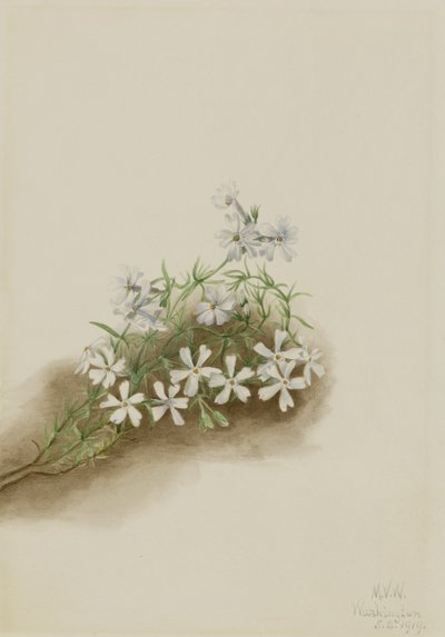 Vaaleanpunainen sammal (Phlox subulate) tekijältä Mary Vaux Walcott