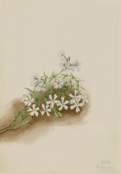 Moss Pink Phlox subulate, 1919. tekijältä Mary Vaux Walcott