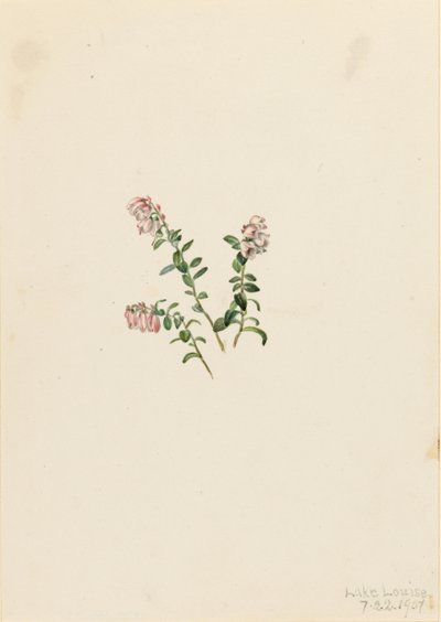 Vuorikarpalo (Vaccinium vitisidaea minus) tekijältä Mary Vaux Walcott