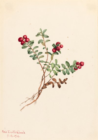 Vuorikarpalo Vaccinium vitisdaea minus, 1916. tekijältä Mary Vaux Walcott