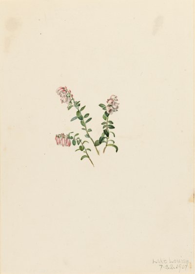 Vuorikarpalo Vaccinium vitisidaea minus, 1907. tekijältä Mary Vaux Walcott