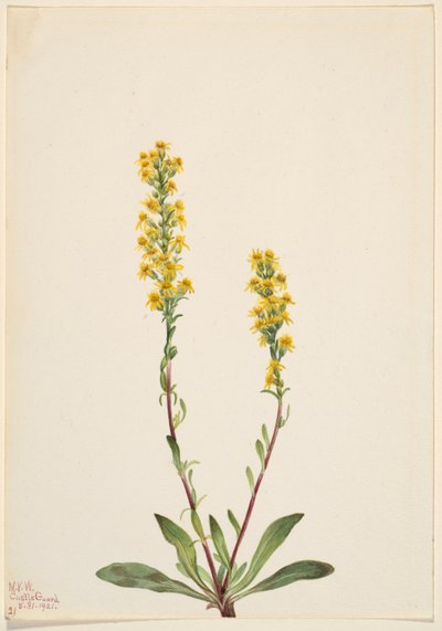 Vuoriston kultapiisku (Solidago oreophila) tekijältä Mary Vaux Walcott