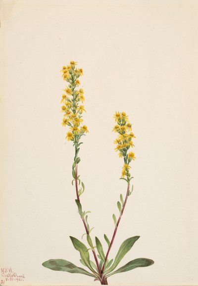 Vuori Goldenrod Solidarity Oreophila, tekijältä Mary Vaux Walcott