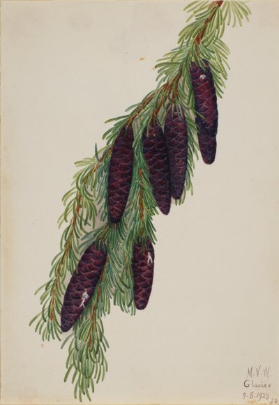 Vuorihemlokki (Tsuga mertensiana) tekijältä Mary Vaux Walcott