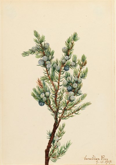 Vuorikataja Juniperus sibirica, 1917. tekijältä Mary Vaux Walcott