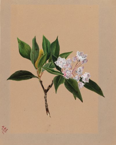 Mountain Laurel Kalmia latifolia, 1879. tekijältä Mary Vaux Walcott