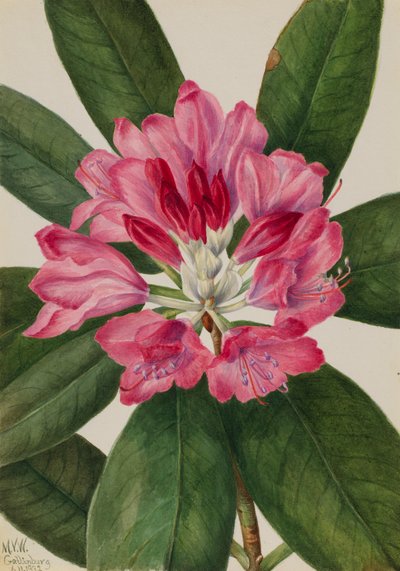 Mountain Rose-Bay Rhododendron catawbiense, 1932. tekijältä Mary Vaux Walcott